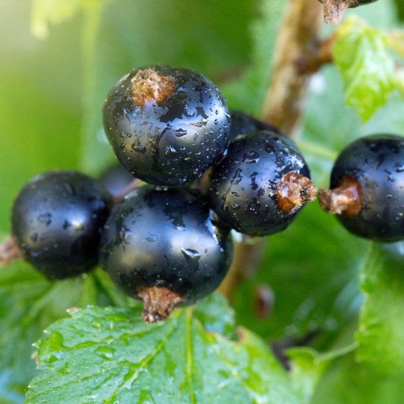 Blackcurrant Troll - Ribes nigrum (Harvest)