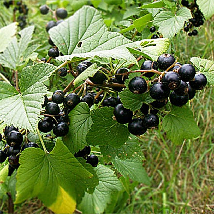 Blackcurrant Wellington - Ribes nigrum (Harvest)