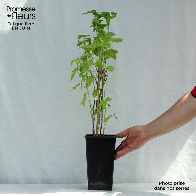 Blackcurrant Wellington - Ribes nigrum 1.5L/2L pot, Bush sample as delivered in summer