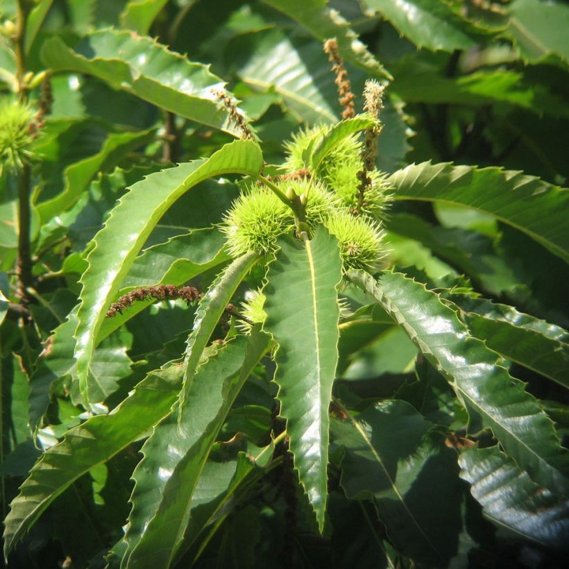 Common Chestnut - Castanea sativa (Foliage)