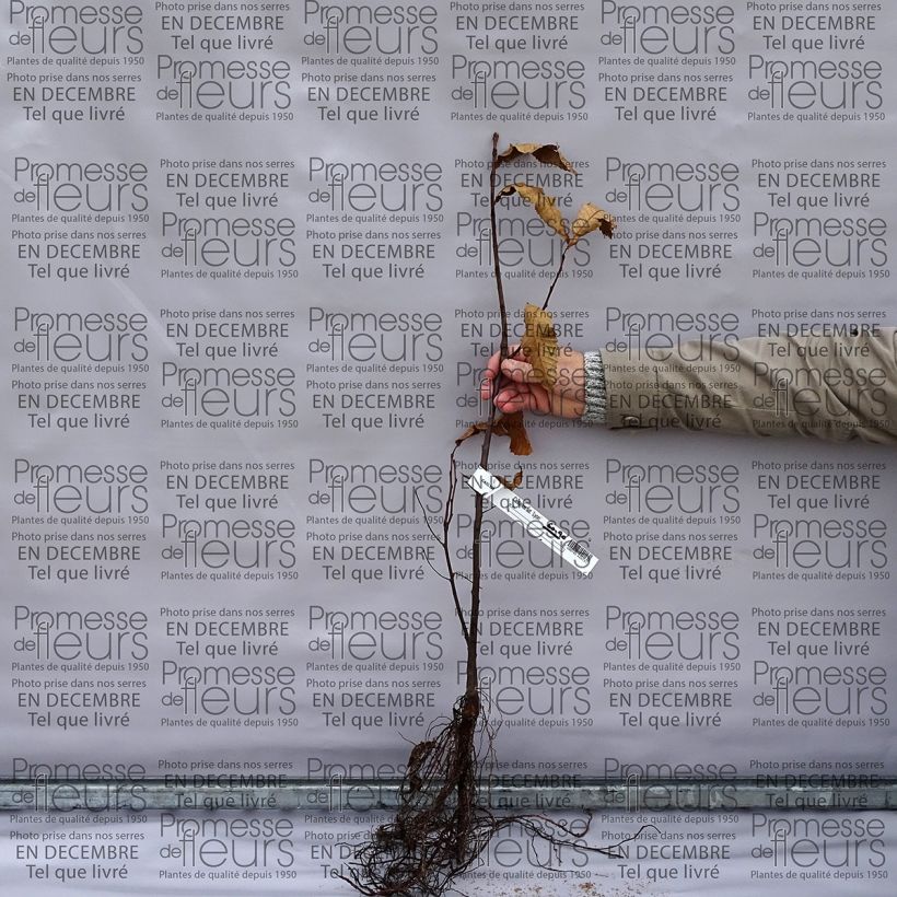 Example of Common Chestnut - Castanea sativa Bare root specimen as delivered