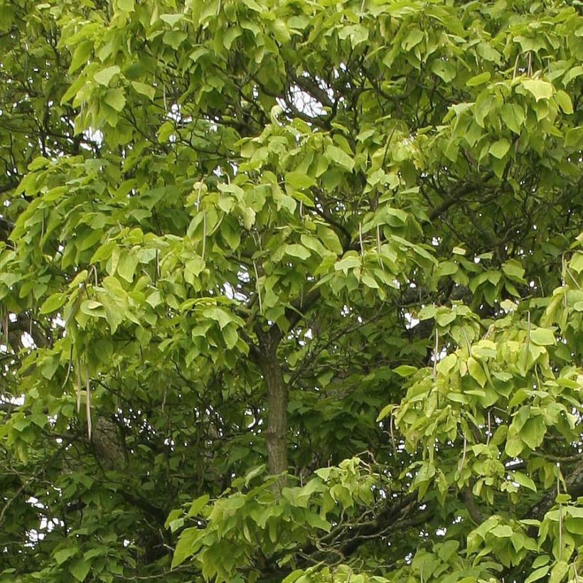 Catalpa bignonioides (Foliage)