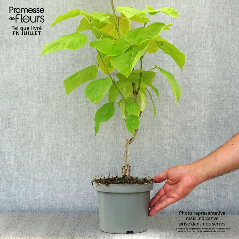 Catalpa bignonioides Aurea 2L/3L pot sample as delivered in summer
