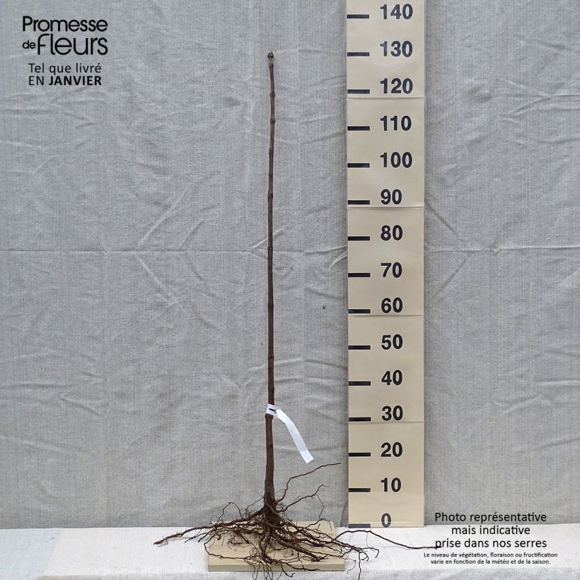 Catalpa bignonioides Bare root sample as delivered in winter