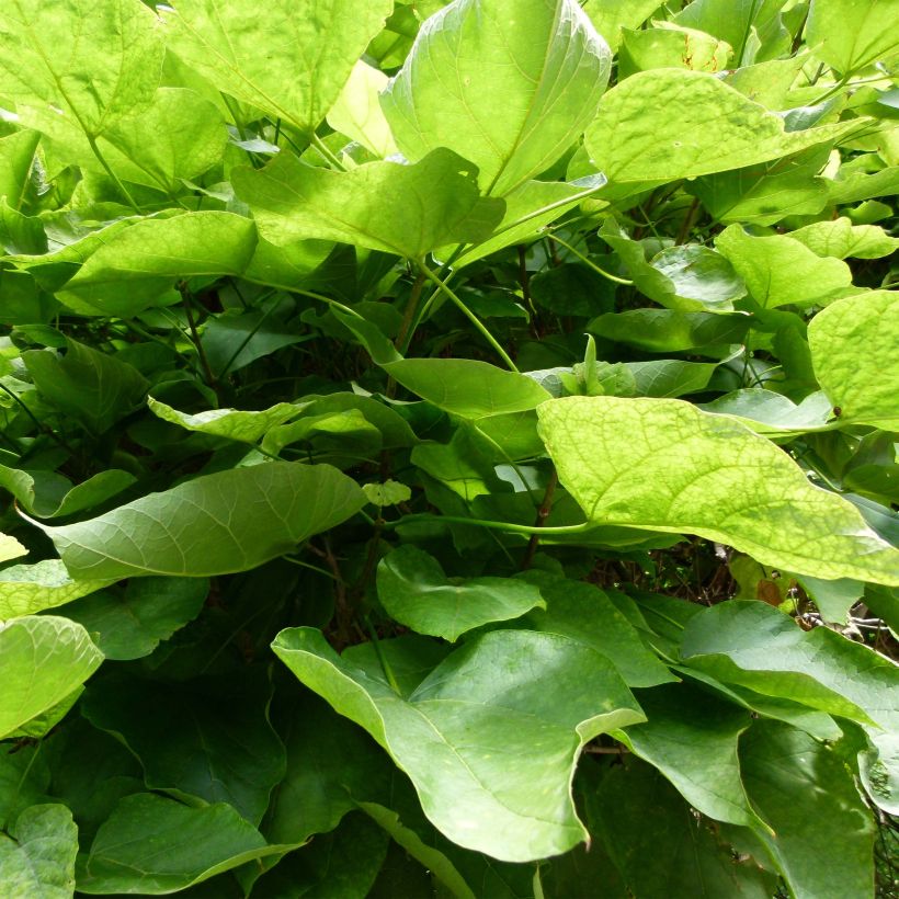 Catalpa bignonioides Nana (Foliage)