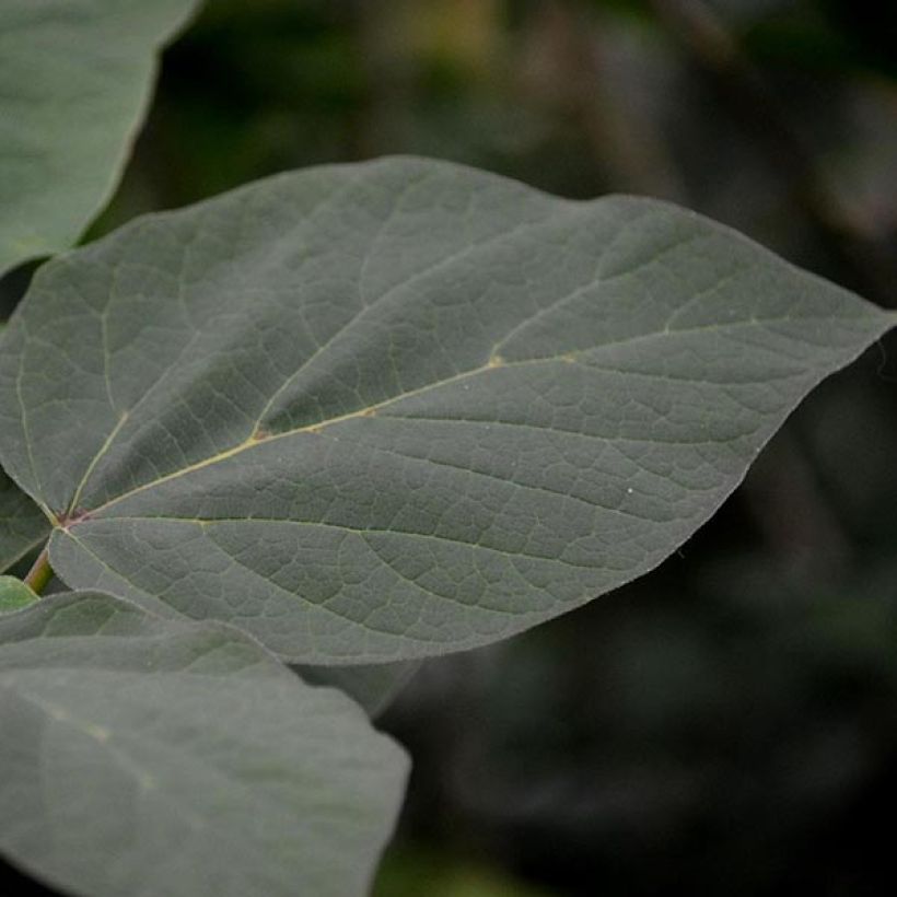 Catalpa erubescens Purpurea (Foliage)