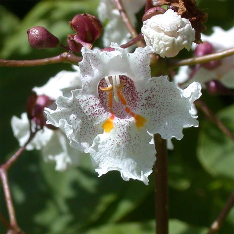 Catalpa erubescens Purpurea (Flowering)