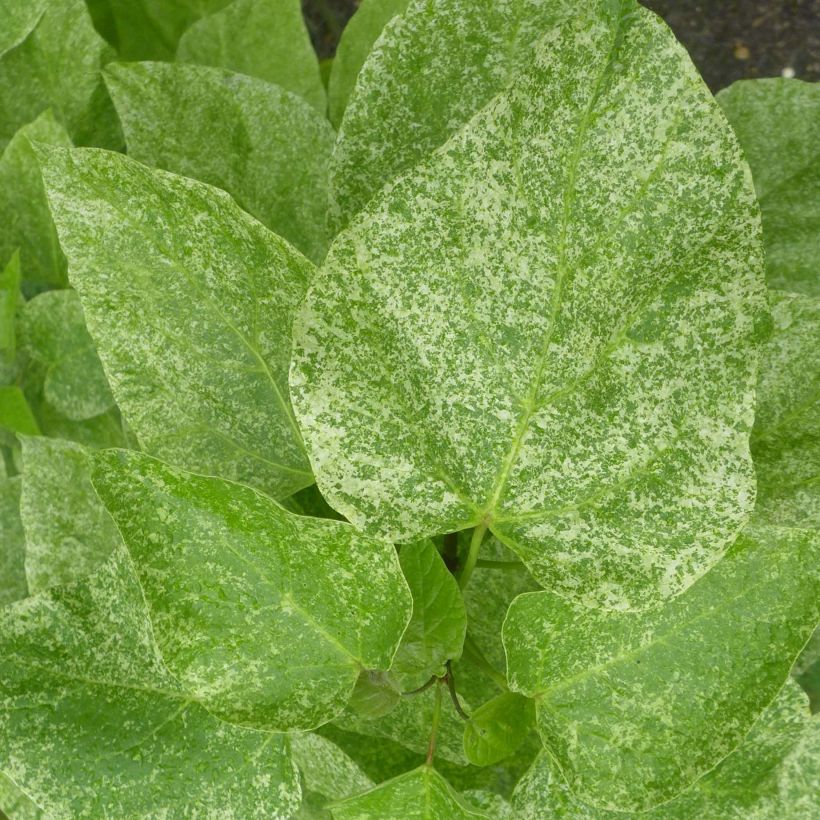 Catalpa speciosa pulverulenta (Foliage)