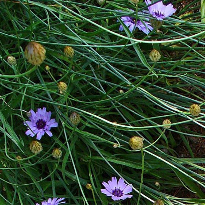 Catananche caerulea (Foliage)