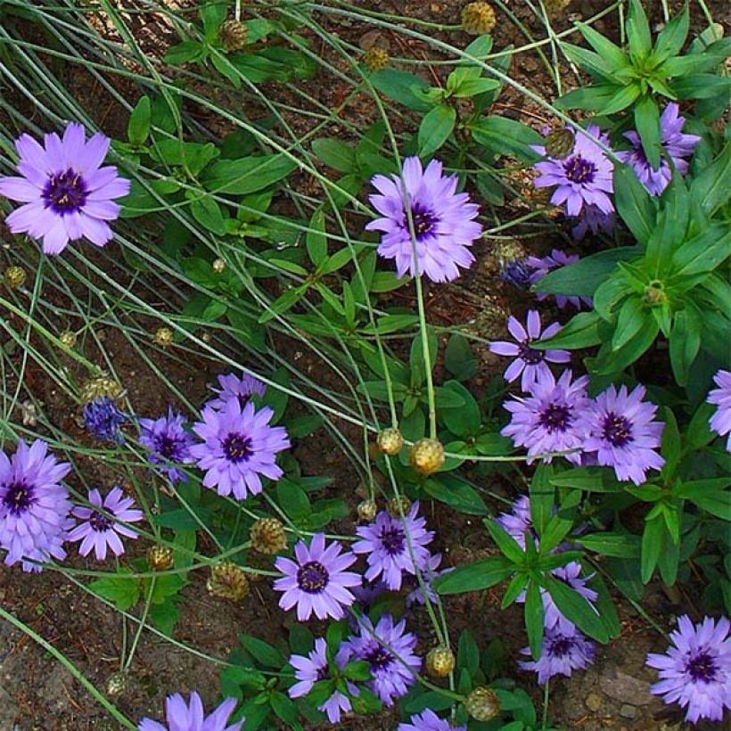 Catananche caerulea (Flowering)