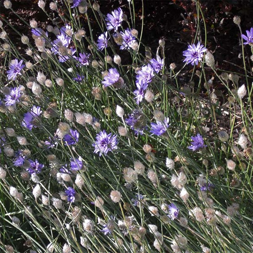 Catananche caerulea (Plant habit)