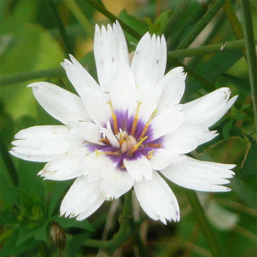 Catananche caerulea Alba (Flowering)