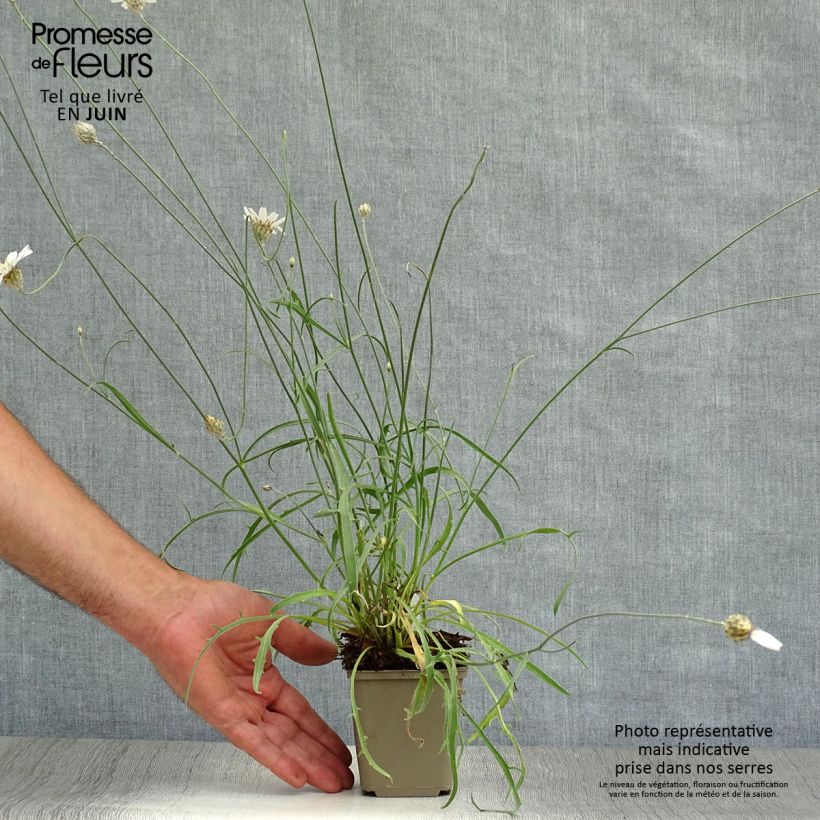 Catananche caerulea Alba 8/9 cm pot sample as delivered in summer