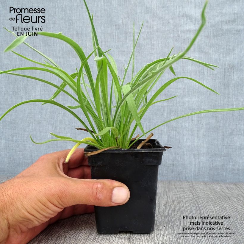 Catananche caerulea 7/8 cm pot sample as delivered in summer