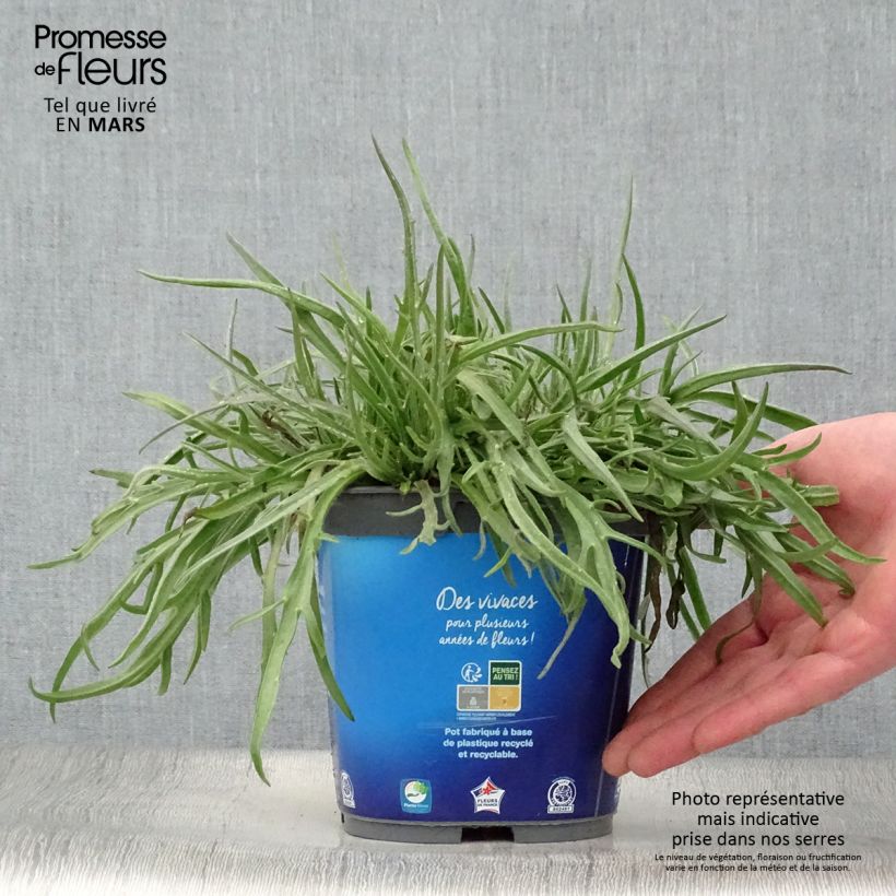 Catananche caerulea 2L/3L pot sample as delivered in spring