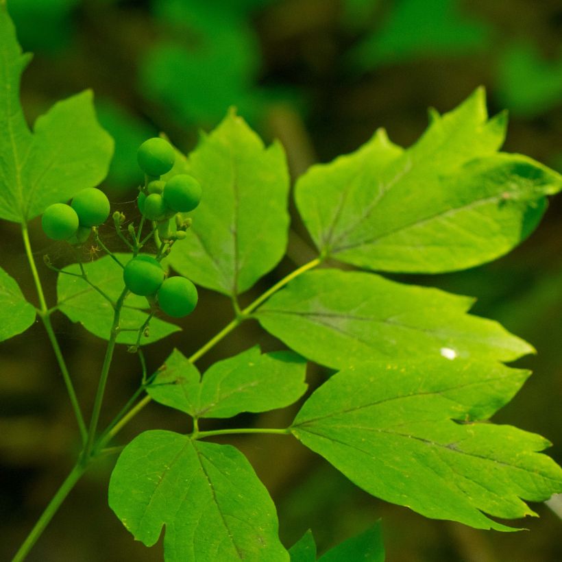 Caulophyllum thalictroides (Foliage)