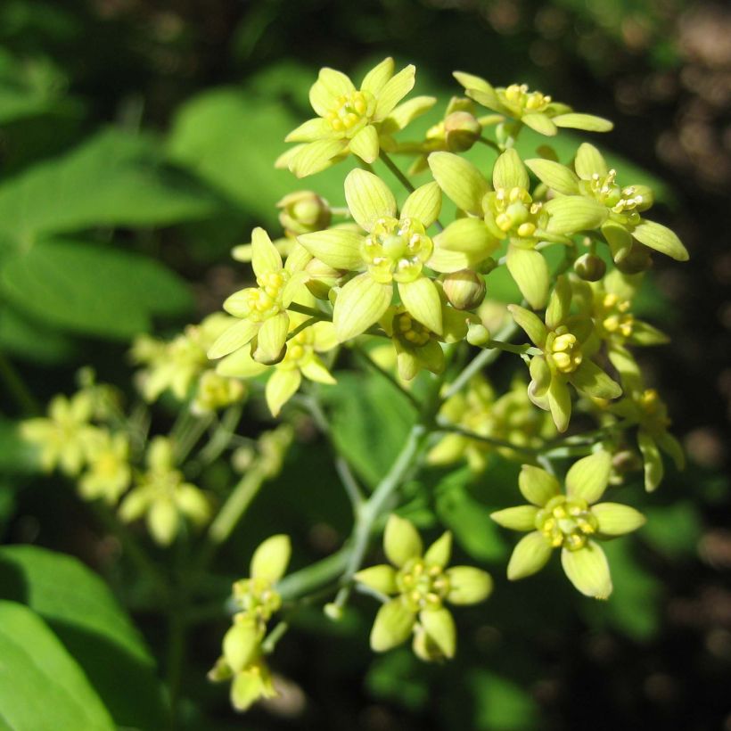 Caulophyllum thalictroides (Flowering)