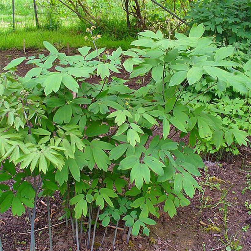 Caulophyllum thalictroides (Plant habit)