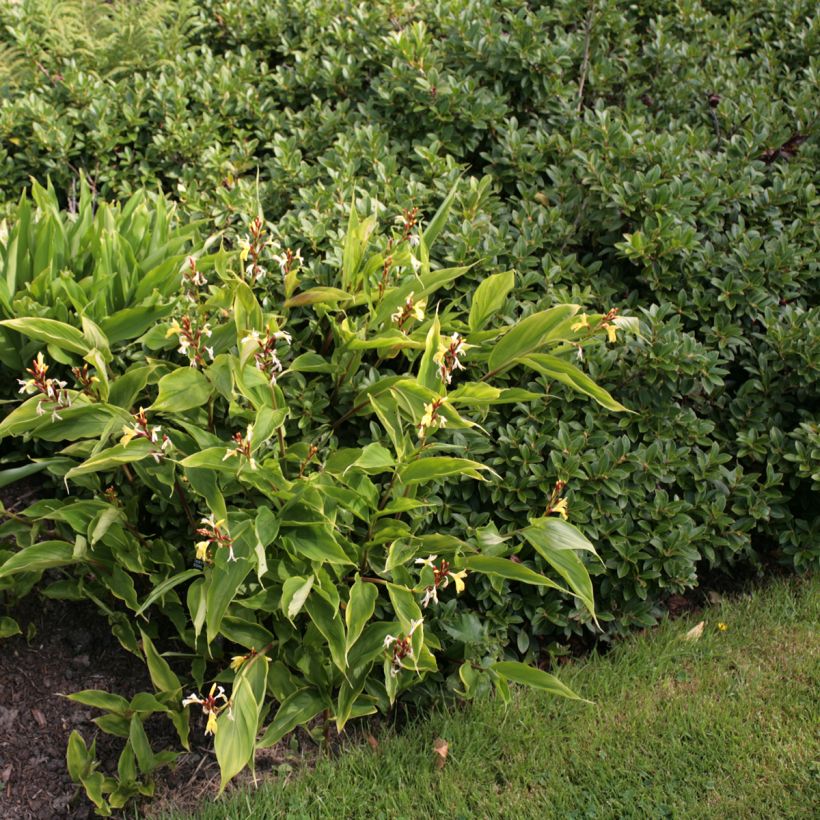 Cautleya gracilis (Plant habit)
