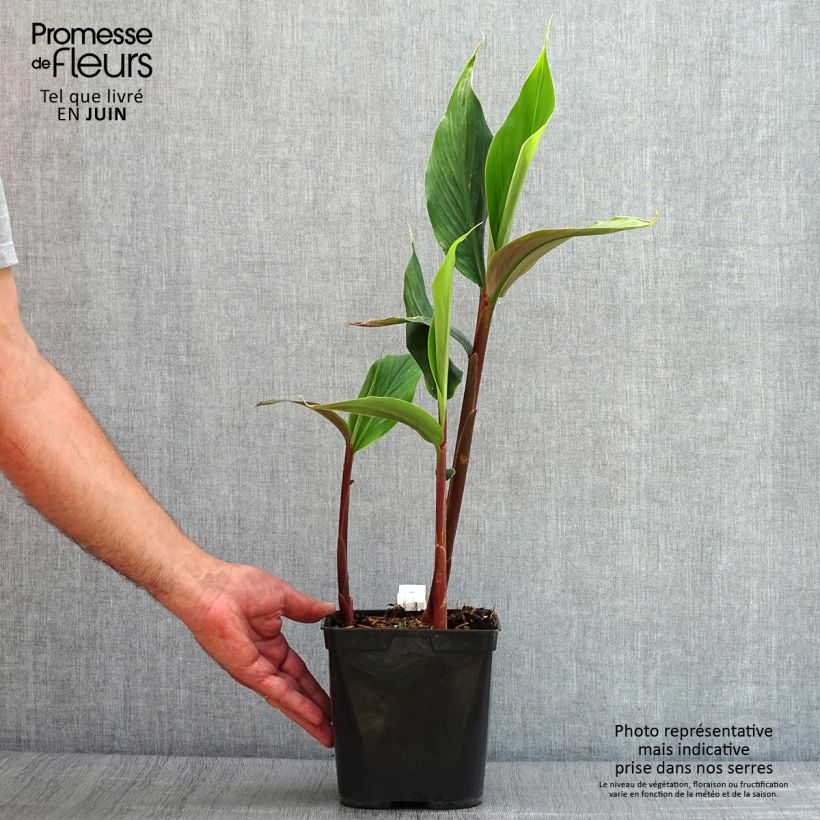 Cautleya spicata Robusta 2L/3L pot sample as delivered in summer