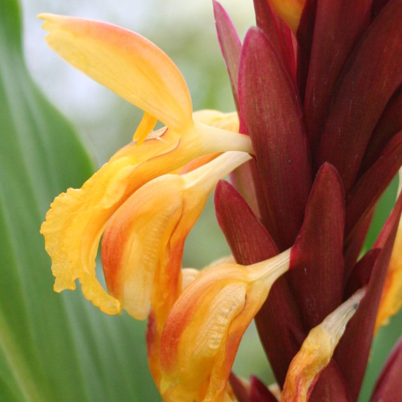 Cautleya spicata (Flowering)