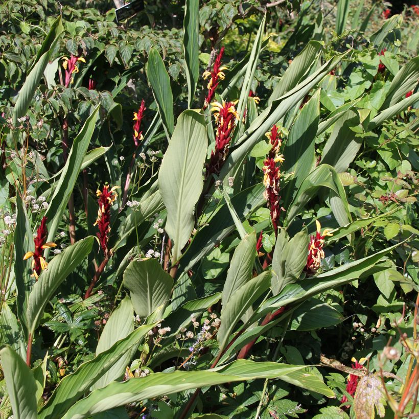 Cautleya spicata (Plant habit)