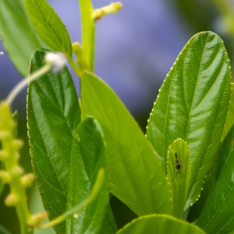 Ceanothus Autumnal Blue (Foliage)