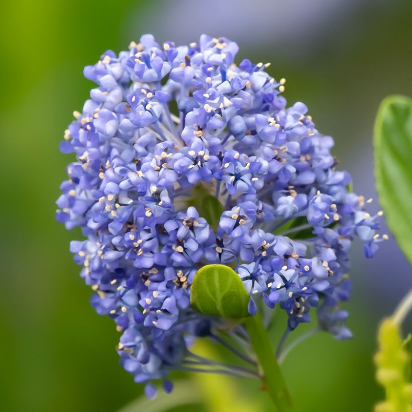 Ceanothus Autumnal Blue (Flowering)