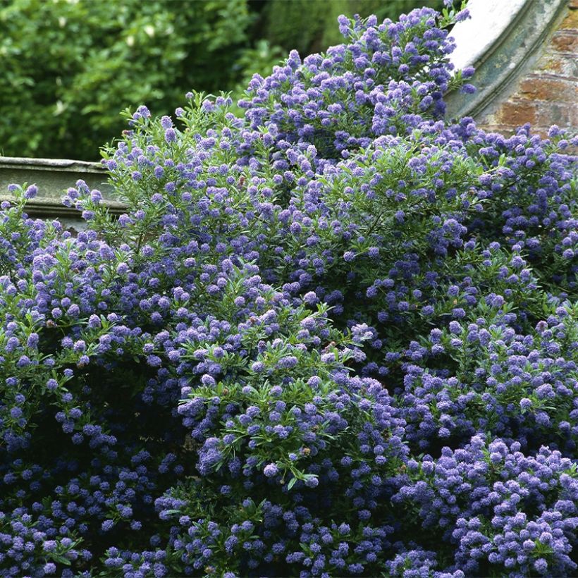 Ceanothus Autumnal Blue (Plant habit)
