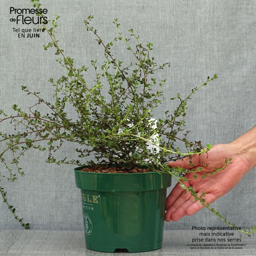 Ceanothus Blue Sapphire 2L/3L pot sample as delivered in summer