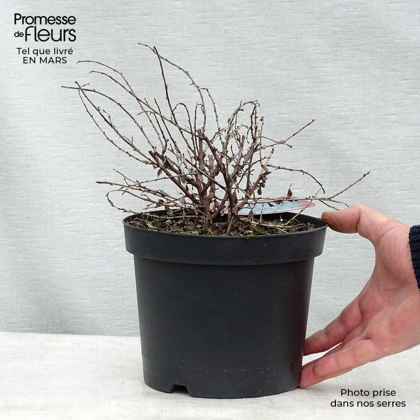 Ceanothus Edinburgh 2L/3L pot sample as delivered in spring
