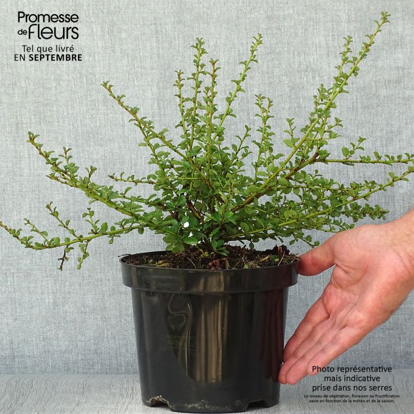 Ceanothus Edinburgh 2L/3L pot sample as delivered in autumn