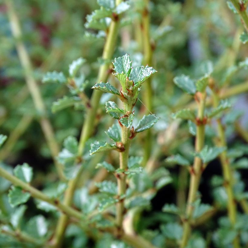 Ceanothus Edinburgh (Foliage)