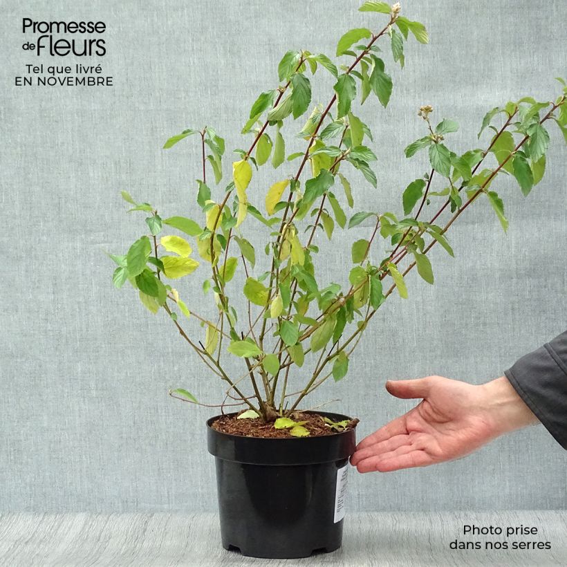 Ceanothus  delilianus Gloire de Versailles 3L/4L pot sample as delivered in autumn
