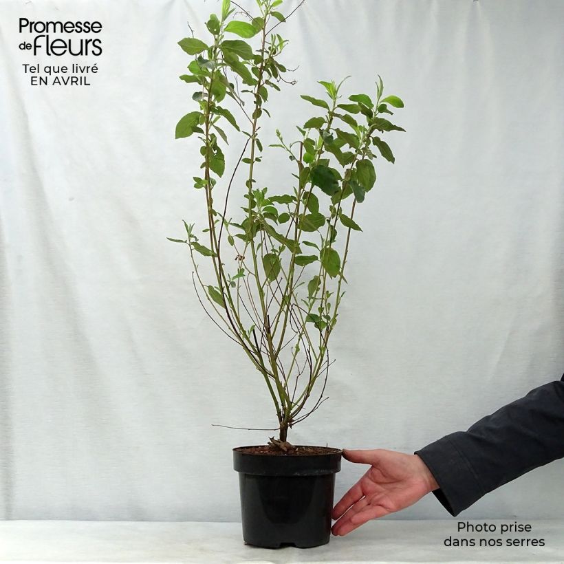 Ceanothus  delilianus Gloire de Versailles 3L/4L pot sample as delivered in spring