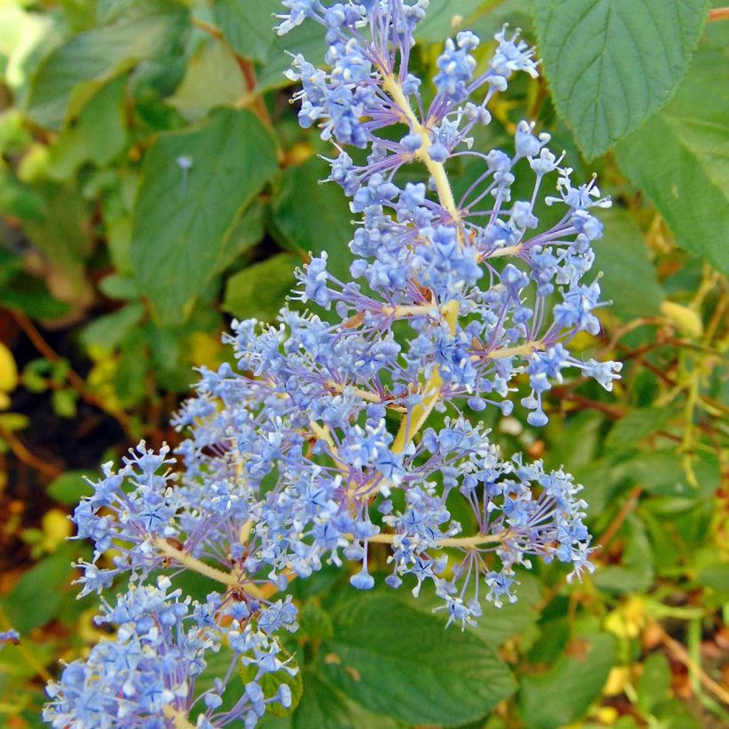 Ceanothus  delilianus Gloire de Versailles (Flowering)