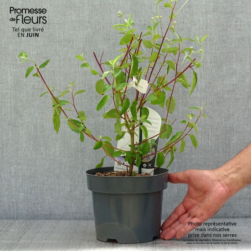 Ceanothus delilianus Henri Desfossé 2L/3L pot sample as delivered in summer