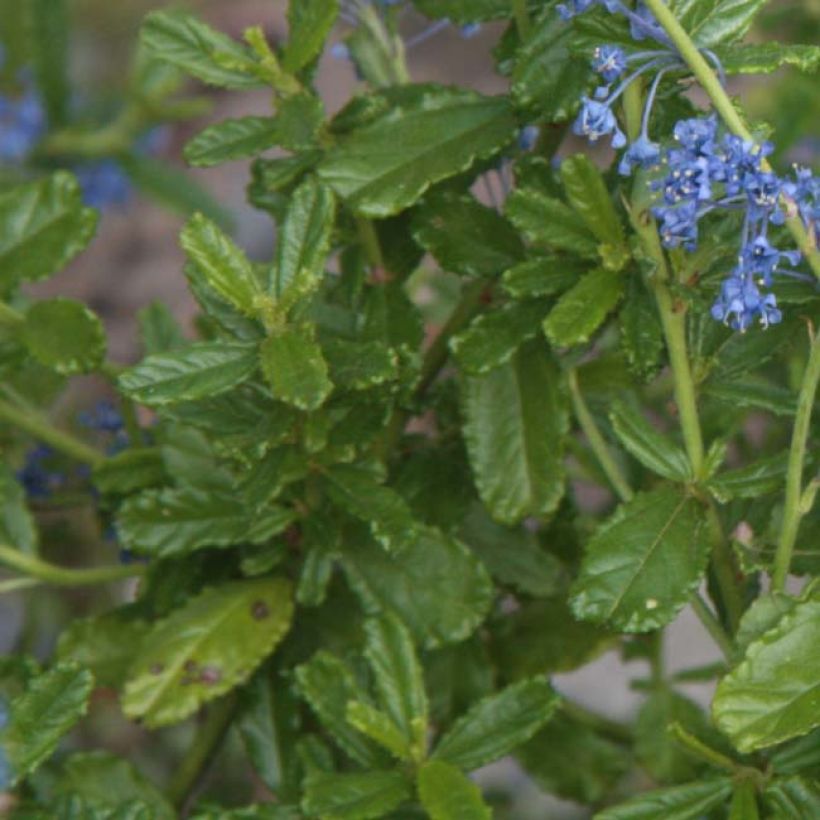 Ceanothus foliosus Italian Skies (Foliage)