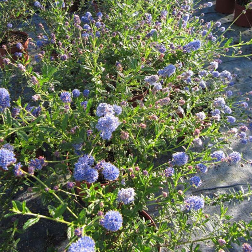 Ceanothus foliosus Italian Skies (Flowering)