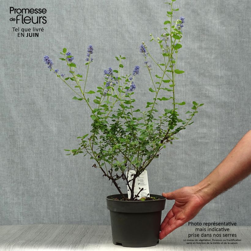 Ceanothus foliosus Italian Skies 2L/3L pot sample as delivered in summer