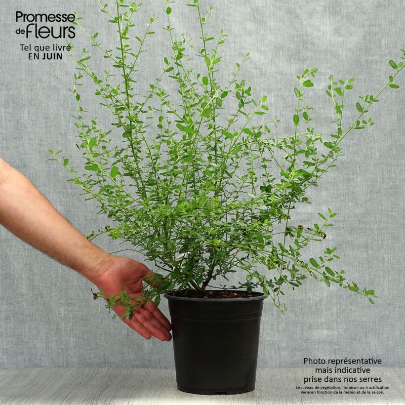 Ceanothus foliosus Italian Skies 4L/5L pot sample as delivered in summer