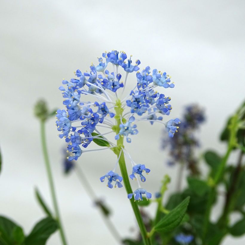 Ceanothus Skylark (Flowering)