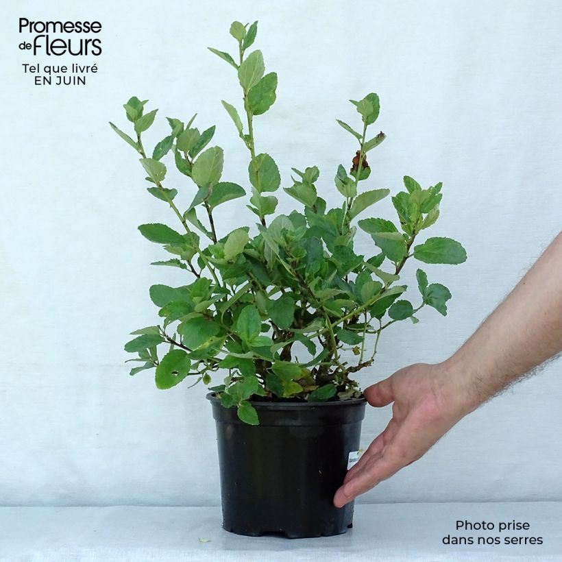 Ceanothus Trewithen Blue - California Lilac 2L/3L pot sample as delivered in summer