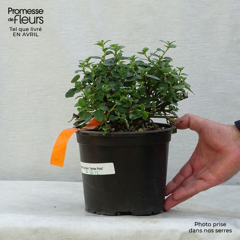 Ceanothus griseus var. horizontalis Yankee Point 2L/3L potShipped height around 30/40cm sample as delivered in spring