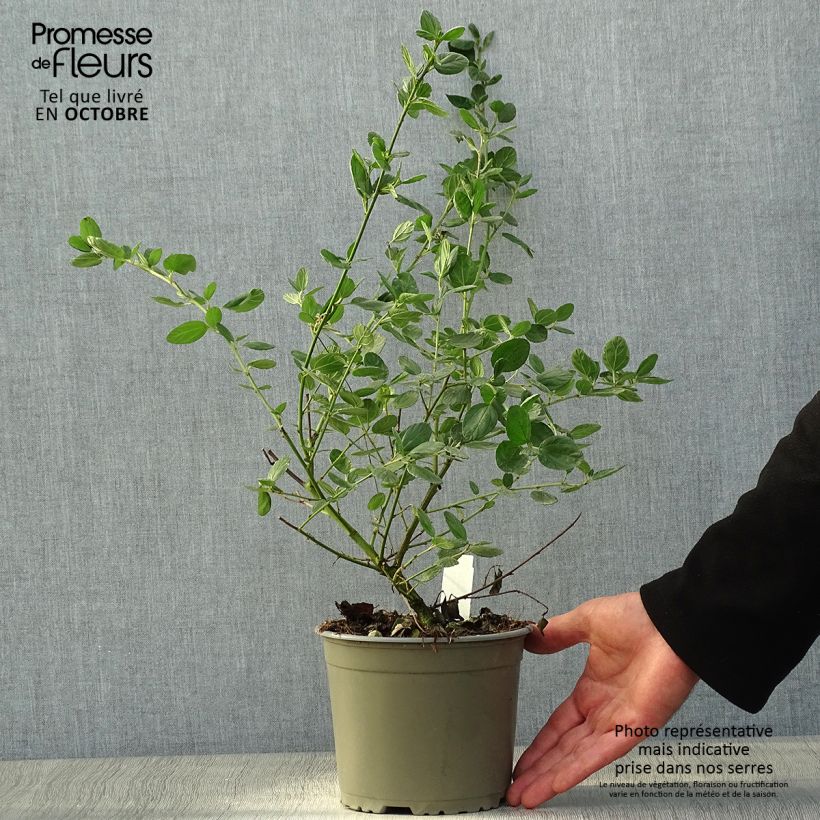 Ceanothus griseus var. horizontalis Yankee Point 2L/3L pot sample as delivered in autumn