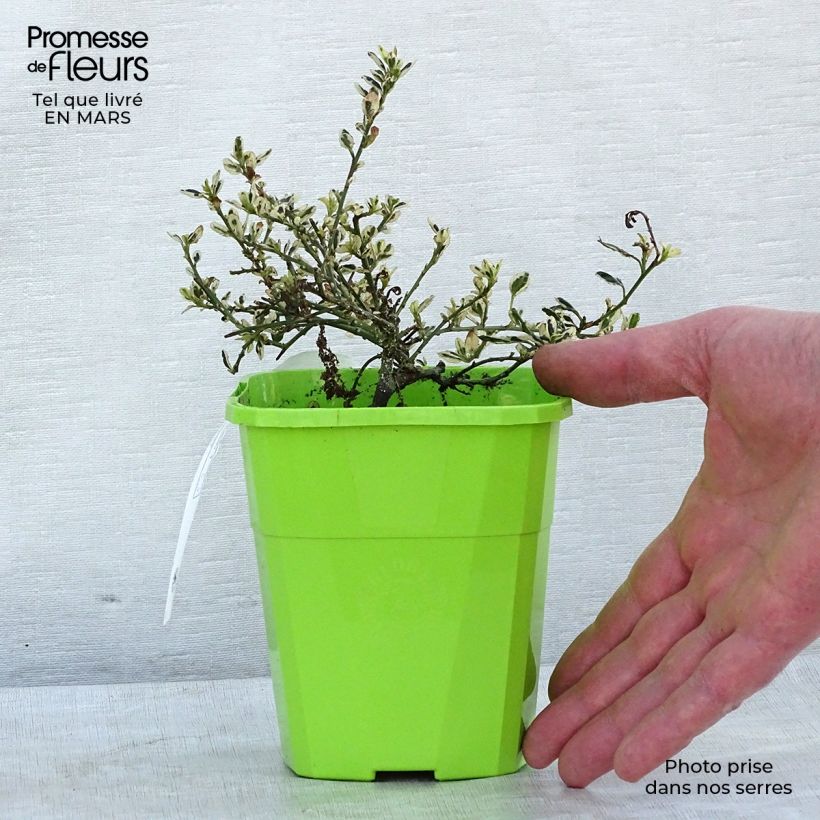 Ceanothus impressus Cool Blue 1.5L/2L pot sample as delivered in winter