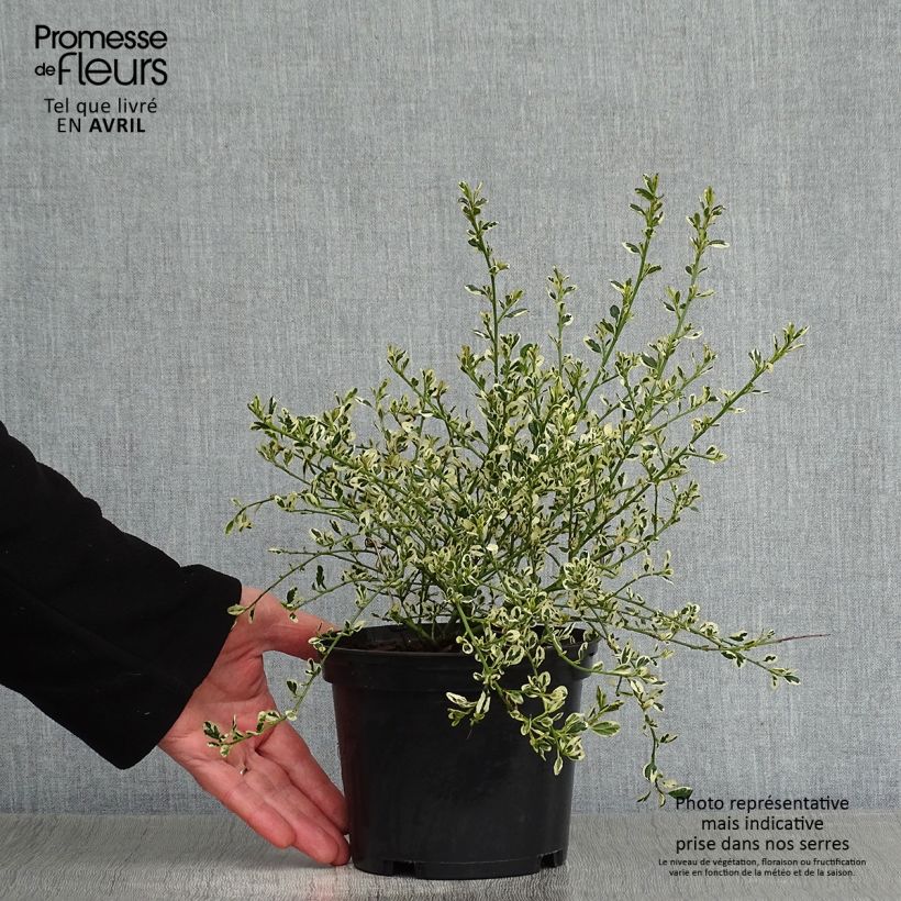 Ceanothus impressus Cool Blue 1.5L/2L pot sample as delivered in spring