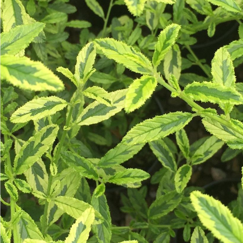 Ceanothus Lemon & Lime (Foliage)