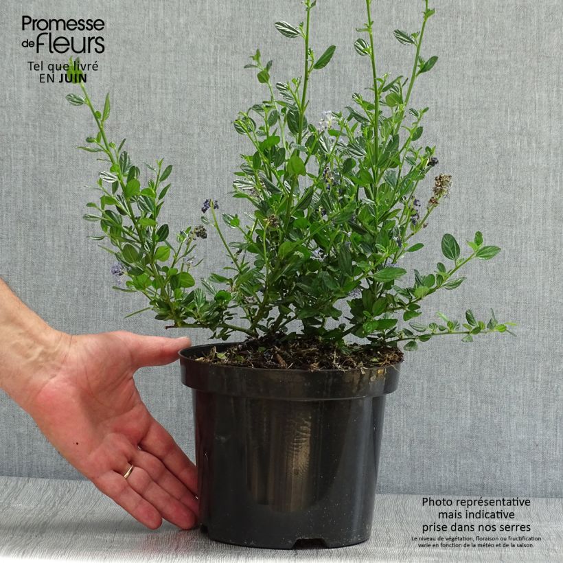 Ceanothus impressus Victoria 2L/3L pot sample as delivered in summer