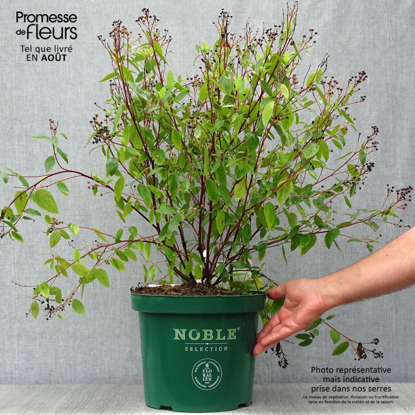 Ceanothus pallidus Marie Blue 7.5L/10L pot sample as delivered in summer